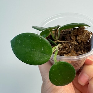 Hoya Matilde with new growth