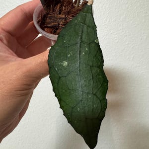 May include: A single dark green Hoya leaf with prominent veining and light speckling, attached to a stem rooted in a small clear plastic pot filled with brown coconut coir, featuring a partial plant identification tag labeled with the text orium.