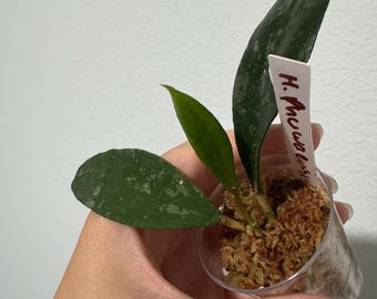 Hoya Phuwuaensis splash with new growth