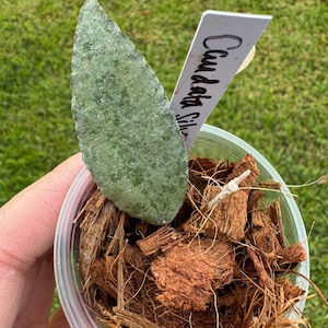 Hoya Caudaten Silber.