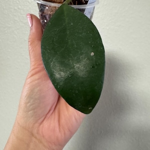 Hoya Linh. Nuevo crecimiento. Hojas gruesas.