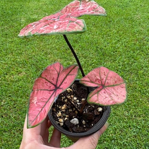 Caladium Scarlet girl