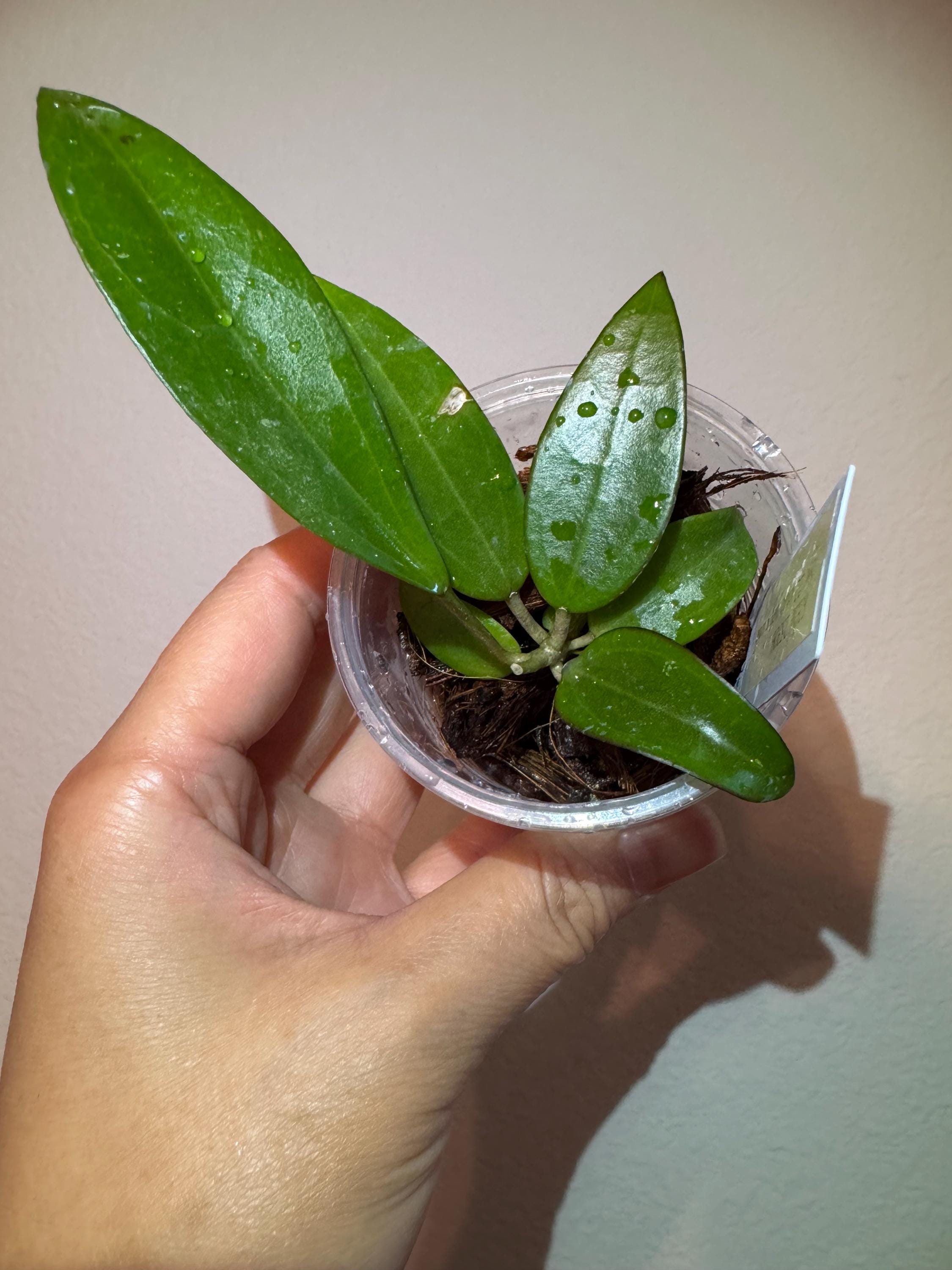 Hoya gunung gading - Etsy 日本