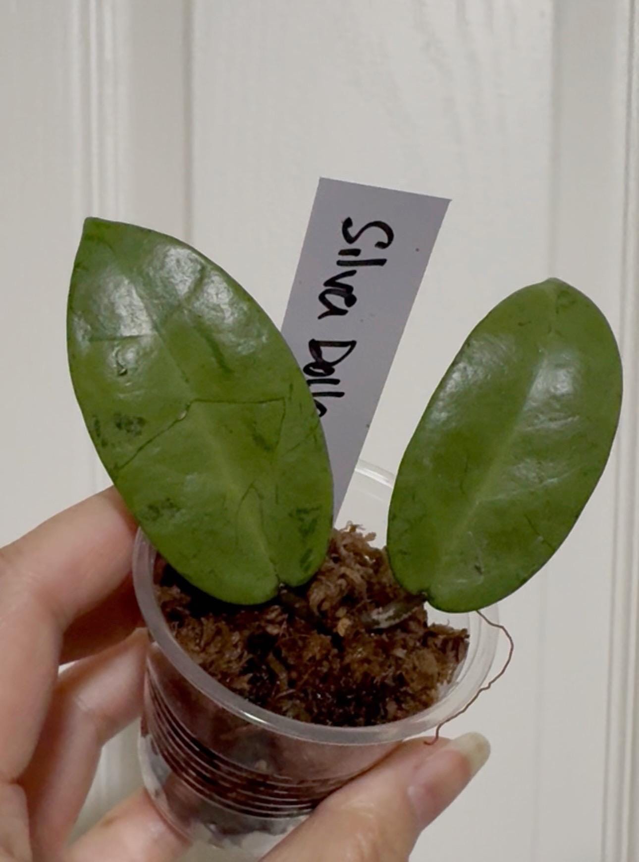 Hoya Silver Dollar ホヤ シルバーダラー 吊り鉢 Hoya Silver Dollar ホヤ シルバーダラー 吊り鉢 Hoya Silver dollar