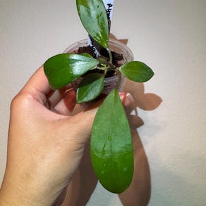 May include: A small Hoya plant with glossy, dark green, oval-shaped leaves growing in a clear plastic cup filled with soil. A white plant marker with handwritten black text is inserted into the soil among the stems of the plant.