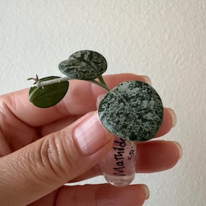 Hoya Matilde high splash