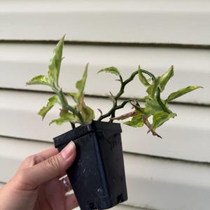 Devil’s backbone variegated. Grower’s choice