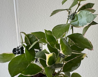 Hoya Lacunosa Asami (clone 2) UNROOTED Cuttings - Etsy