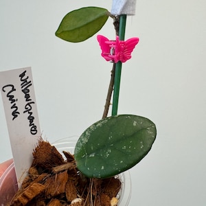 Hoya Wilbur Graves China