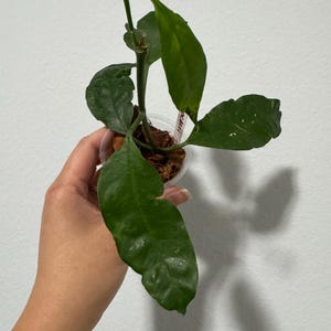 Hoya lockii with new growth