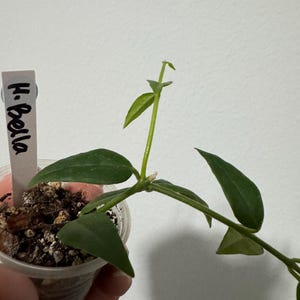 Hoya Bella with new growth