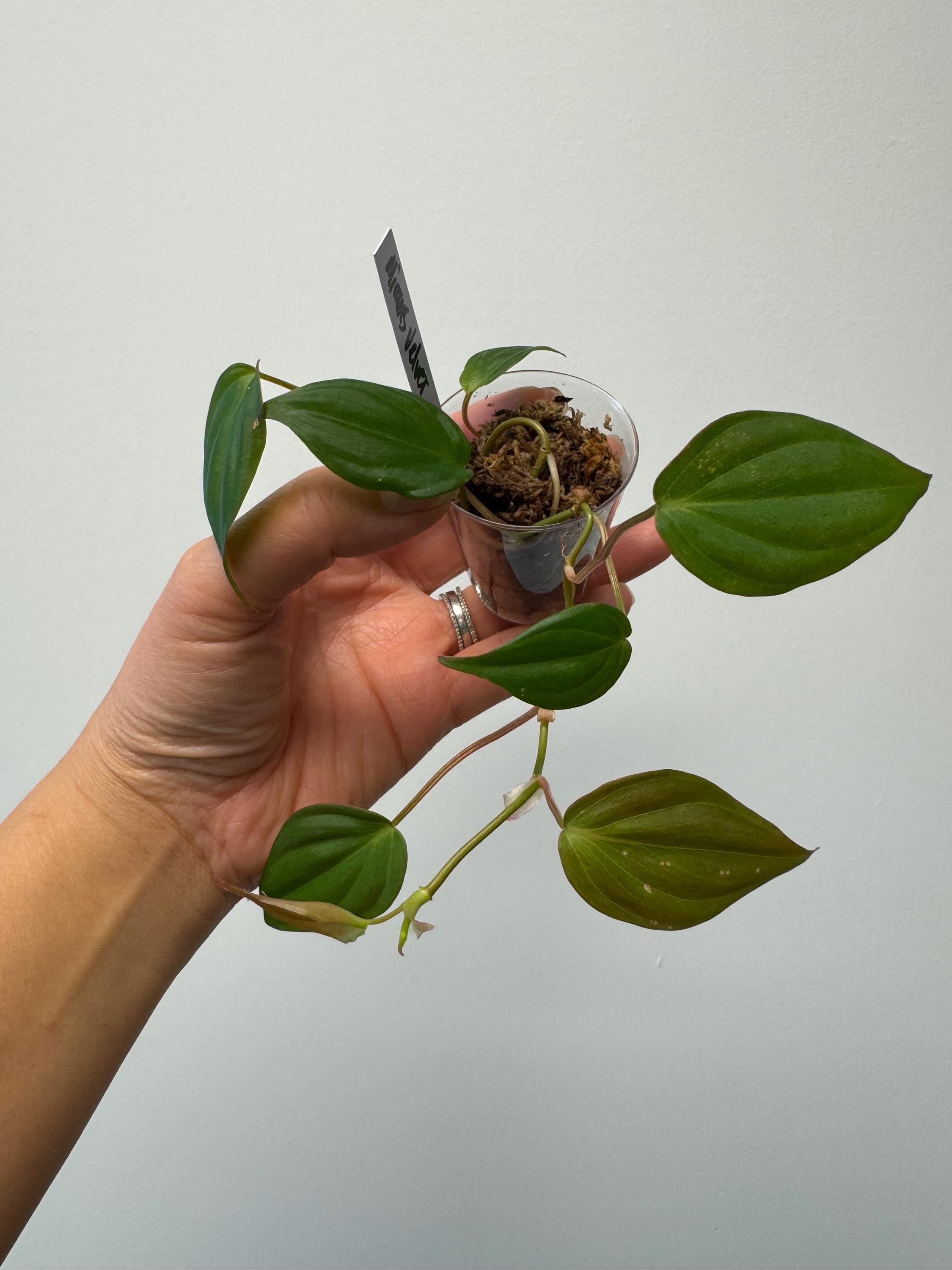 ① 吊り下げ Hoya clemensiorum クレメンシオラム 多肉植物