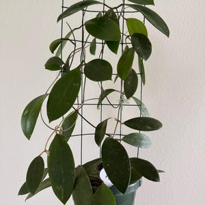 May include: A potted Hoya plant with dark green, oval-shaped leaves and a trellis for support. The plant is in a green plastic pot. The leaves have light-colored speckles. The trellis is a dark green wire grid.
