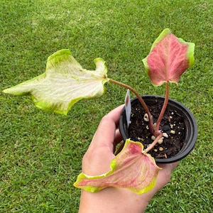 Medale brylantowe z Caladium. Wybór hodowcy.