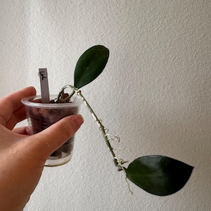 Hoya Linh.