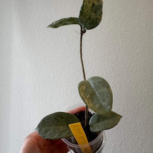 Hoya Nova Ghost