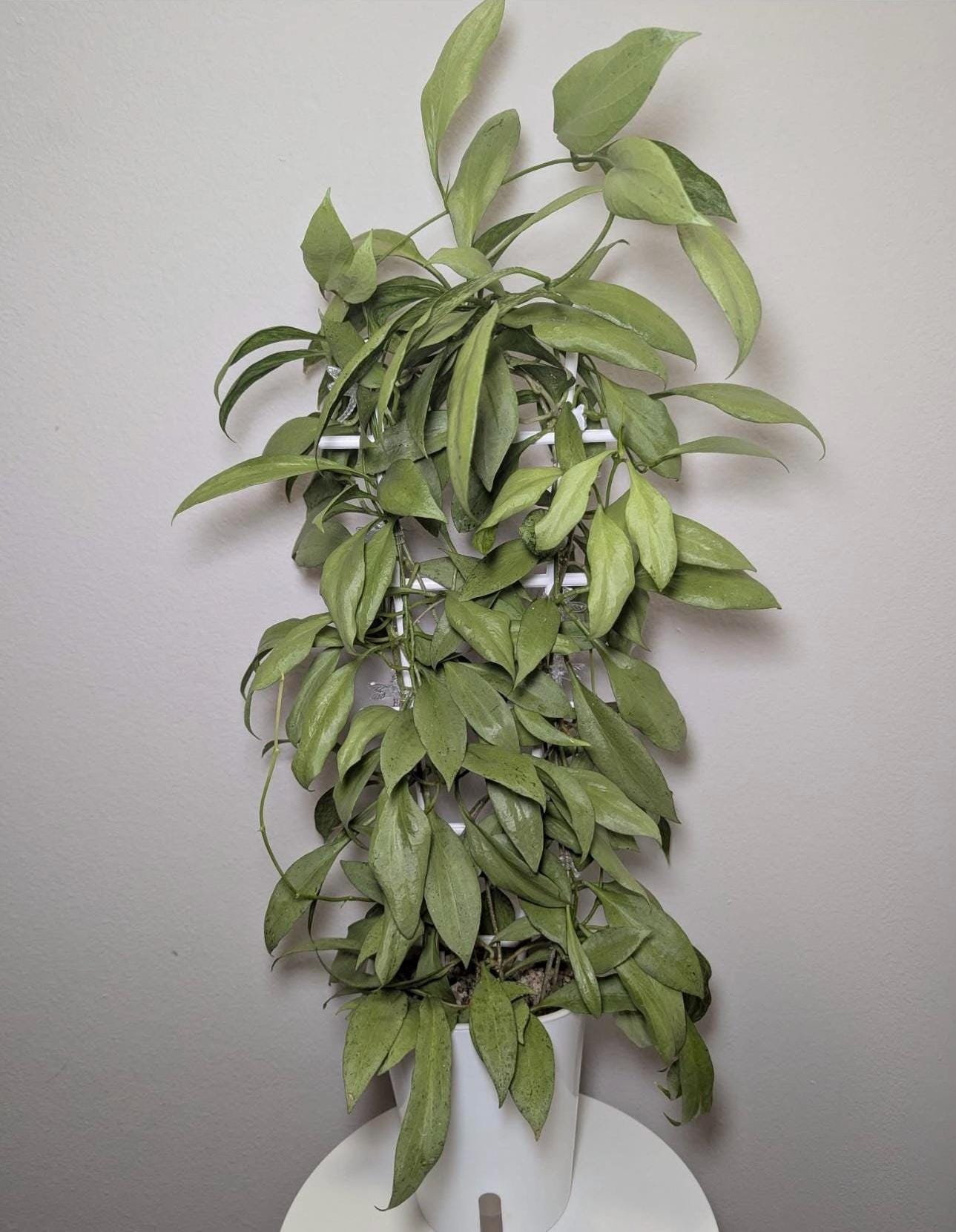 Hoya nova ghost - Etsy 日本 Hoya nova ghost - Etsy 日本