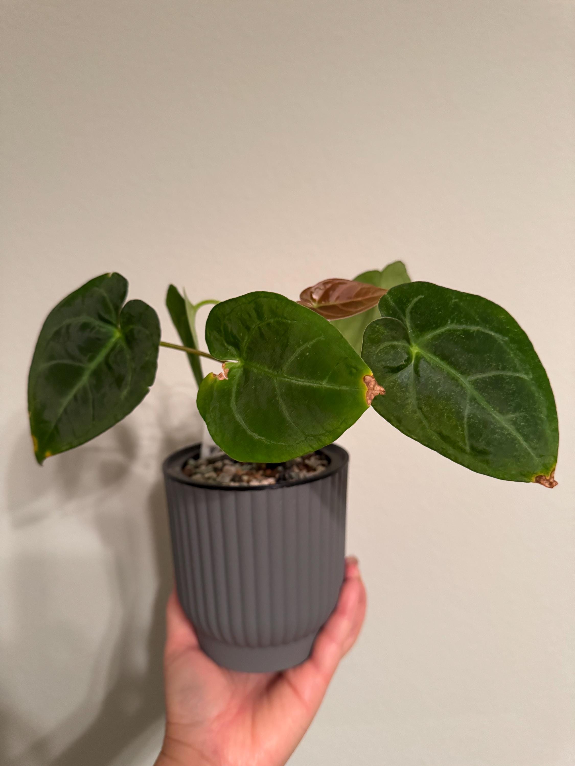 アンスリウム　アロカシア　セット Anthurium dressleri - Etsy 日本