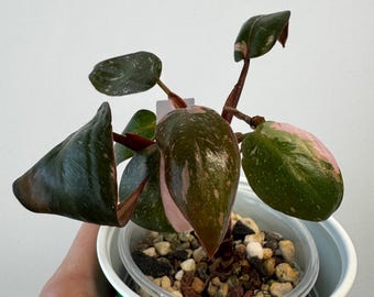 Philodendron pink princess