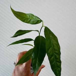 May include: A small plant with several elongated, pointed, dark green leaves extending from a central stem. The leaves have a smooth, glossy texture with visible veins running throughout the surface, showcasing a vibrant and healthy appearance.