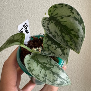 May include: A small Scindapsus pictus plant in a teal plastic pot with brown potting medium. The heart-shaped leaves feature a variegated pattern of silver and dark green. A white plant marker with the handwritten text Silver is inserted.