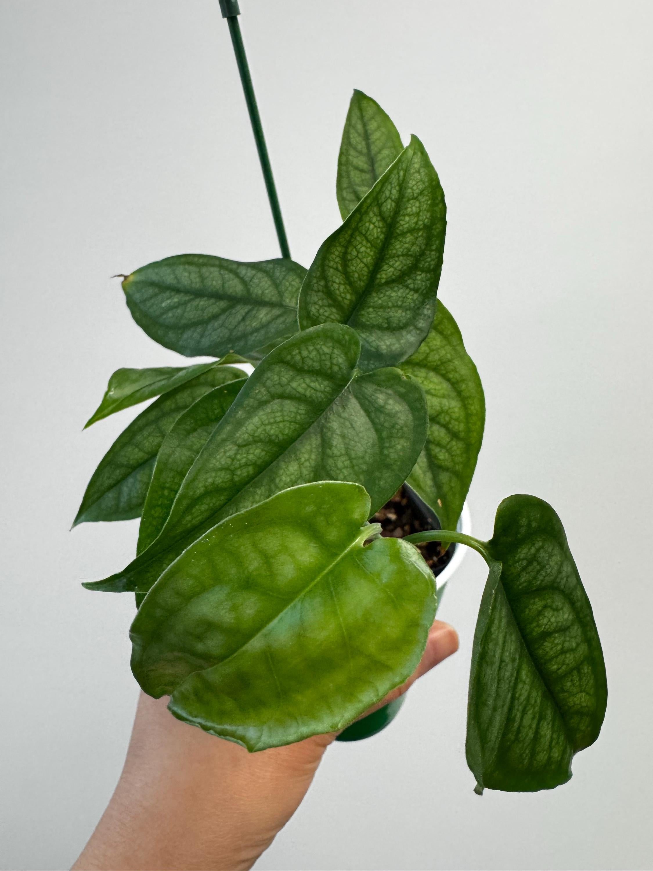 monstera mnchen Monstera XL | Monstera deliciosa