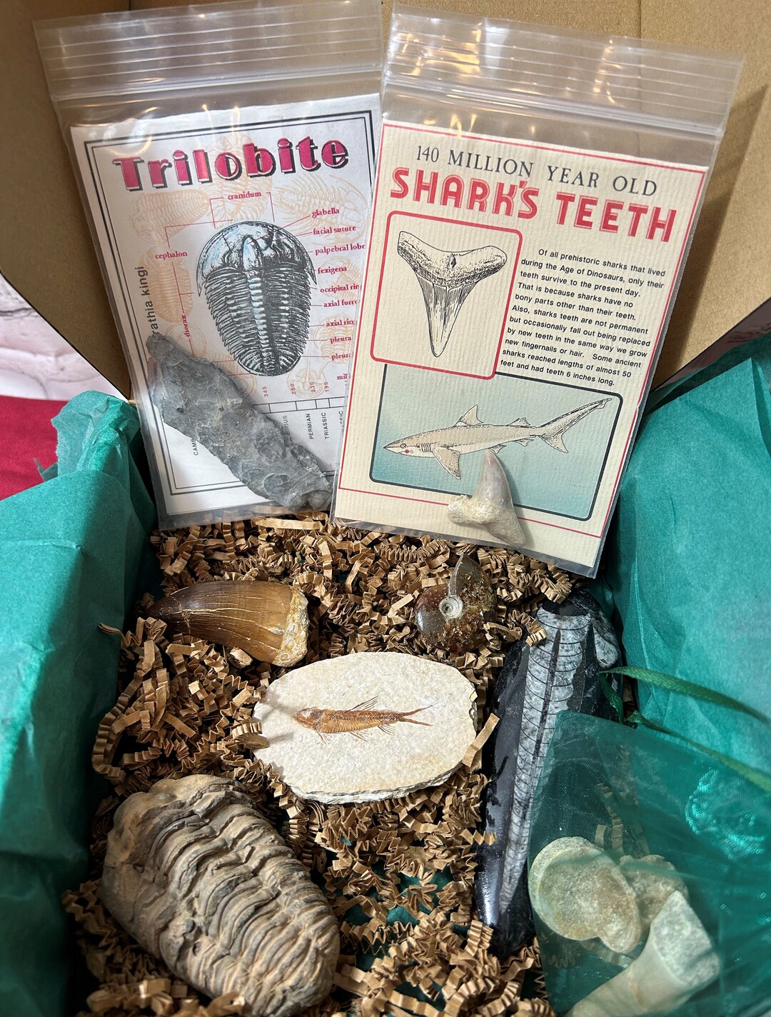 Fossil Collection Starter Kit Etsy