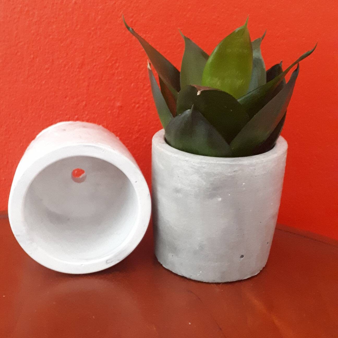 Plantador de hormigón ideal para suculentas y cactus olla de | Etsy