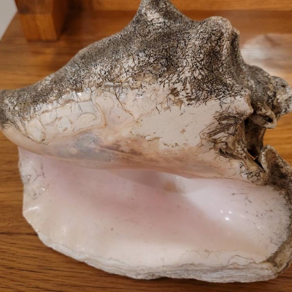 BIG SALE! Unique Gray Striated Large Old Queen Conch Sea Shell Approx 8 inches Long w/ Smooth Pale Dark Pink Interior Color Silvery Shimmer