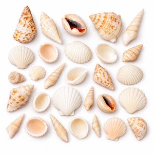 May include: A collection of various seashells arranged in a grid pattern on a white background. The assortment includes spiral conch shells, fan-shaped bivalves, and smooth rounded shells in shades of cream, beige, tan, and light brown.