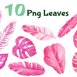 Tropical Palm Leaf Pink Watercolor Tropical PNG Monstera Leaf Palm Tropical Summer Party Jungle Leaves Clip Art Tropical Flamingo Party Pink