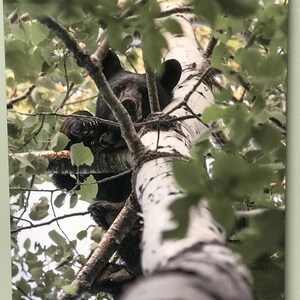 Beautiful Minnesota Black Bear Metal Print