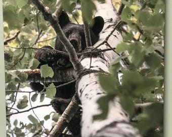 Beautiful Minnesota Black Bear Metal Print