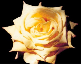 Yellow Rose PDF Cross Stitch Pattern