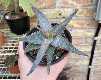Aloe ‘RFG’ hybrid - 4” pot live plant succulentse