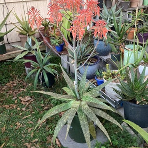 Aloe maculata hybrid x commutata soap aloe - Live rooted plant 6” pot succulent