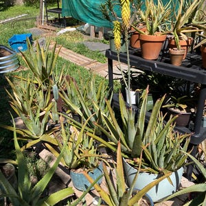 Aloe vera (barbadensis) - Live rooted plant 4” pot succulent