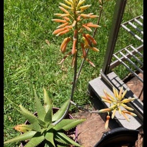 Aloe sp. grandidentata? or maculata hybrid - Live rooted plant 3” pot succulent