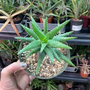 Aloe ‘Crosby’s Prolific’ hybrid 5” pot live succulents