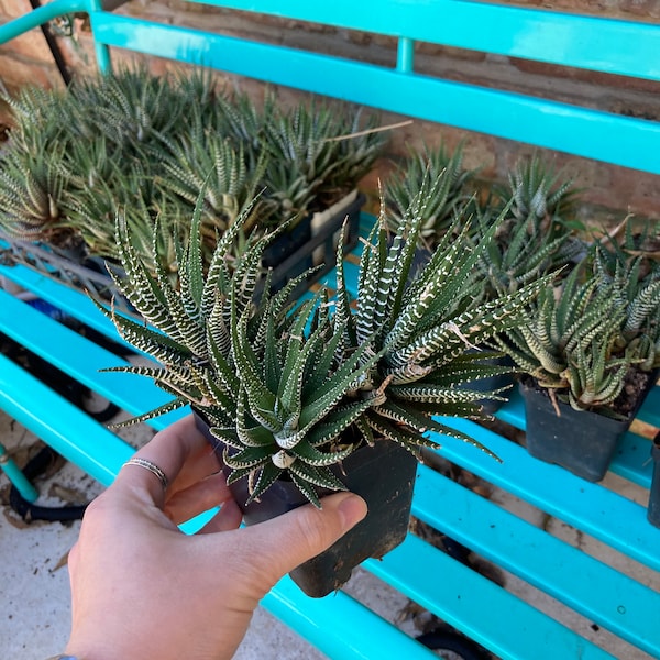 Zebra Haworthia Haworthiopsis attenuata - 4” pot live plant succulents