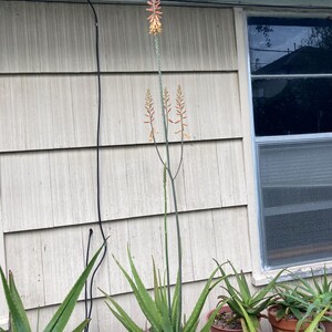 Aloe “chinensis”/var. chinensis  - Live rooted plant 3” pot succulent