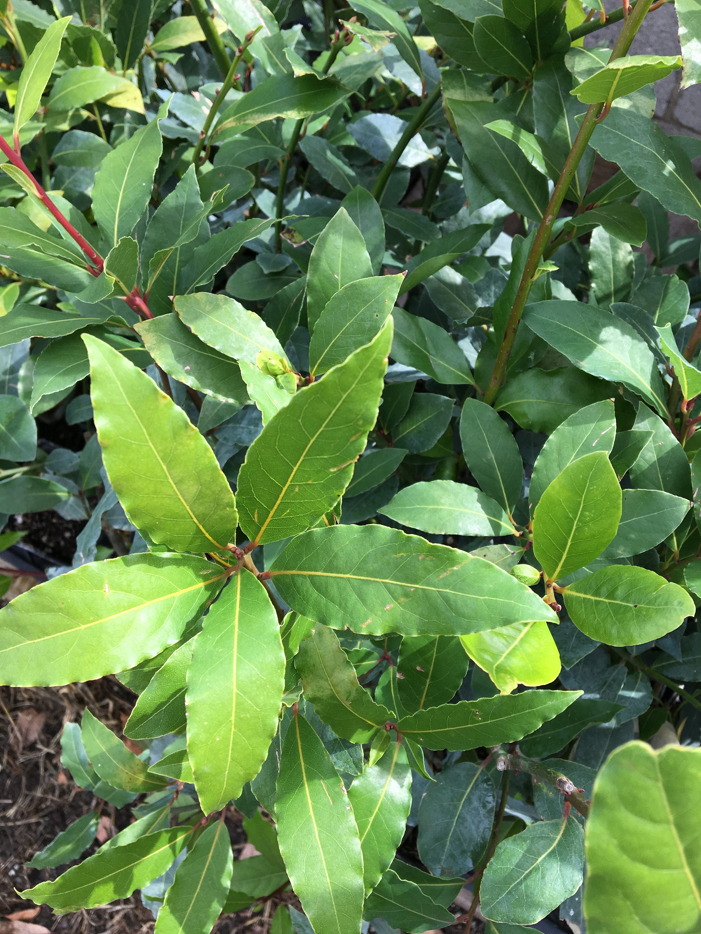 Bay Leaf Tree Sweet Bay or Laurel Tree Laurus nobilis Live Etsy
