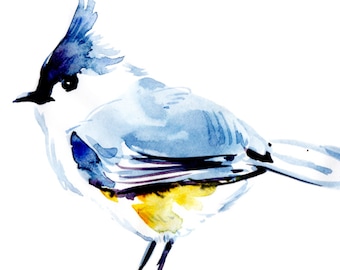 Blue Finch, Finch, Bird