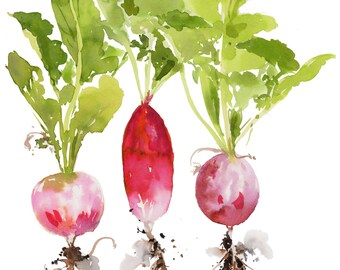 3 Radishes from my friends garden, she picked them and I painted them!