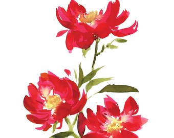 Peony Watercolor Study