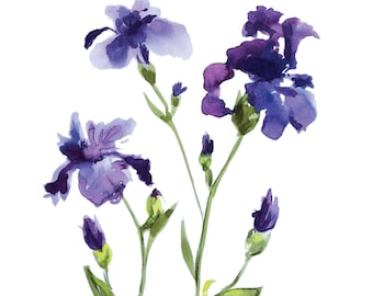 Iris Watercolor Study