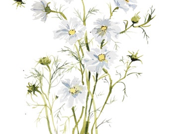 Cosmos Watercolor Study