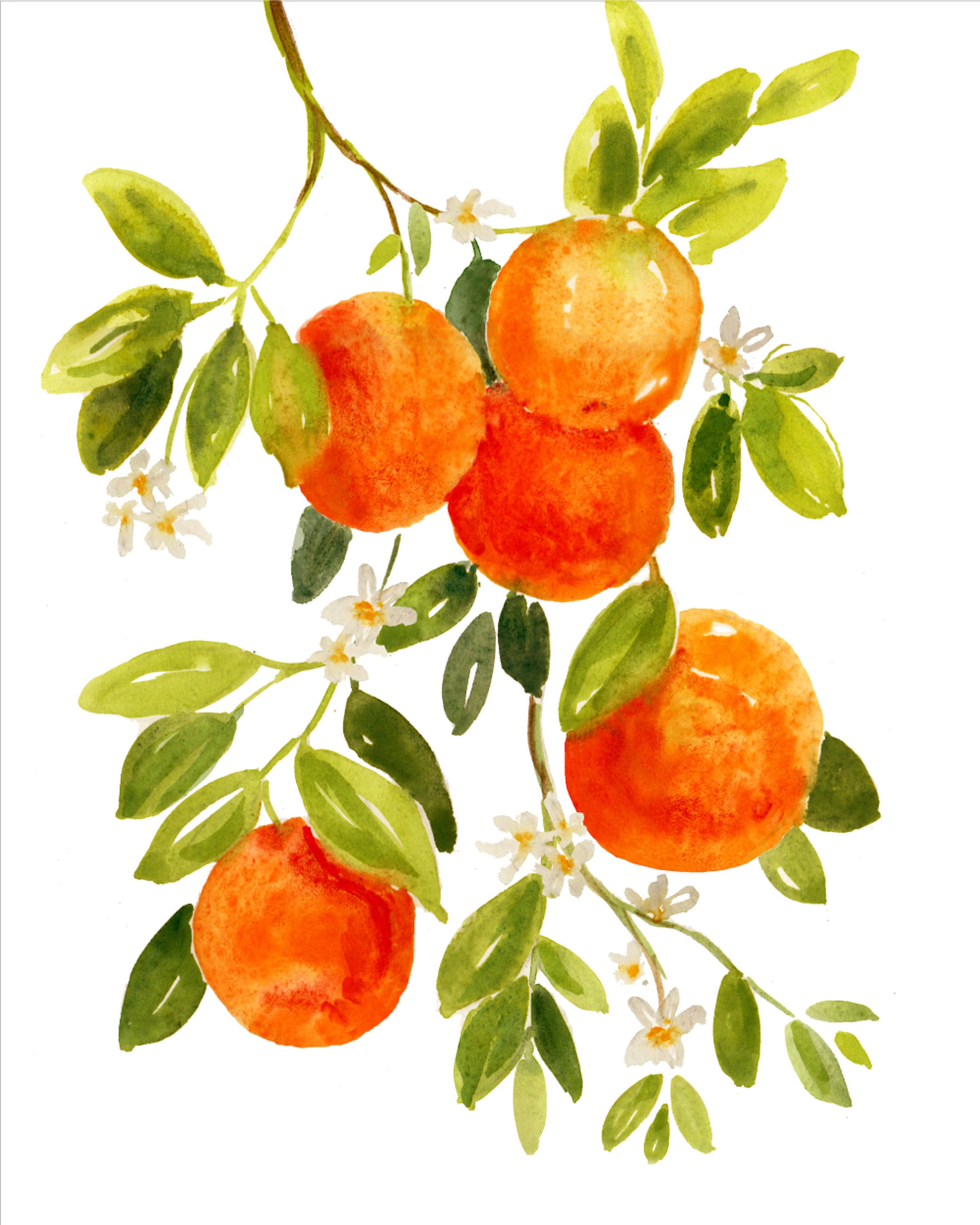 Orange Watercolor Painting Original Watercolor Art Citrus Etsy