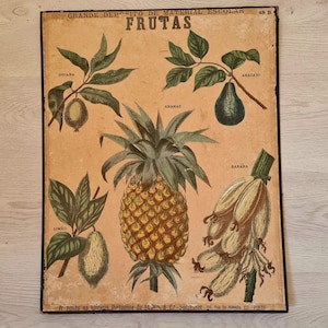 Cartel escolar portugués antiguo – Póster botánico de frutas – década de 1920 – Piña, guayaba, aguacate – Cartel educativo para colgar en la pared de cartón
