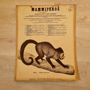 Antiguo mapa escolar de Deyrolle: mamíferos, mono capuchino. Póster de zoología portuguesa, cartón, década de 1900.